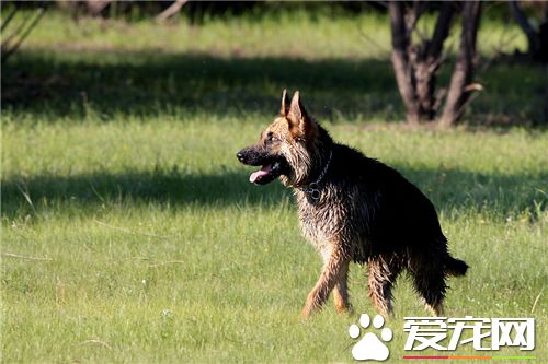 德國牧羊犬挑選 在幼犬生後40天最為合適挑選