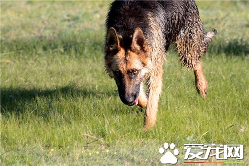 德國牧羊犬挑選 在幼犬生後40天最為合適挑選