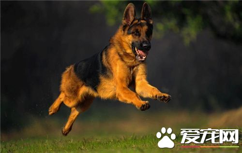 德國牧羊犬挑選 在幼犬生後40天最為合適挑選