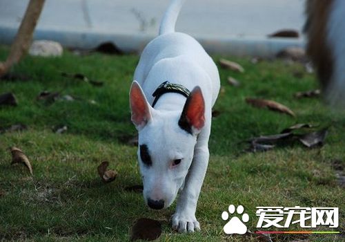如何選購迷你牛頭梗 最好選擇性格外向的幼犬