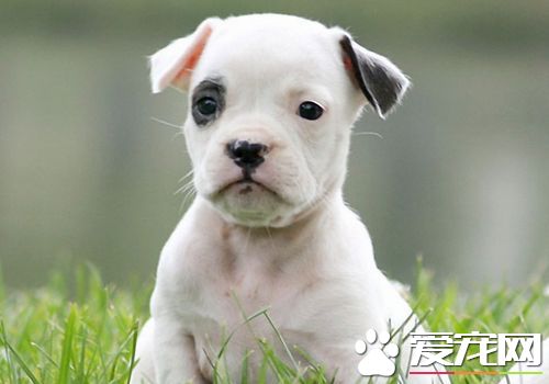 如何選購迷你牛頭梗 最好選擇性格外向的幼犬