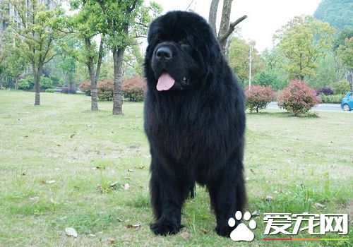 如何選購紐芬蘭犬 選擇眼睛明亮靈活有神的狗狗