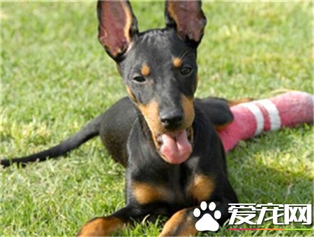 曼徹斯特梗價格 價格一般在15000到20000元左右