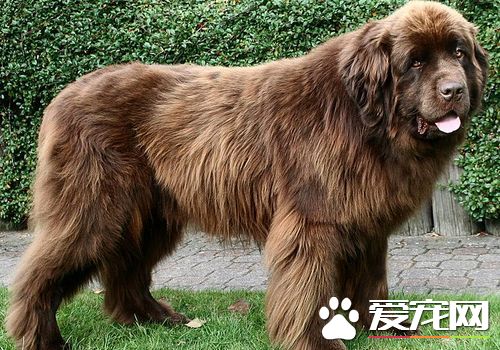 如何選購紐芬蘭犬 選擇眼睛明亮靈活有神的狗狗