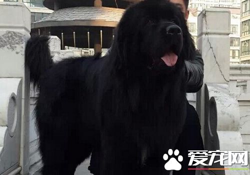 如何選購紐芬蘭犬 選擇眼睛明亮靈活有神的狗狗