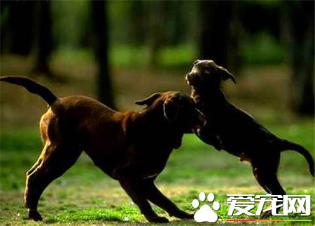 曼徹斯特梗價格 價格一般在15000到20000元左右