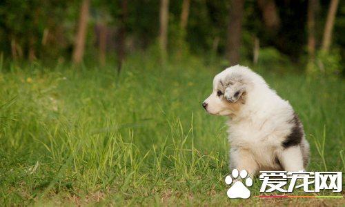 迷你澳洲牧羊犬價格  價格大約為1000到30000元左右