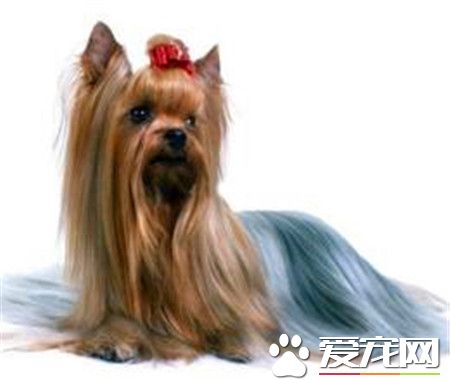 絲毛梗的價格 一般是在2000到25000元左右