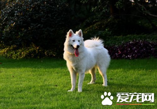 薩摩耶犬純種多少錢 一般價格在1500到3000元