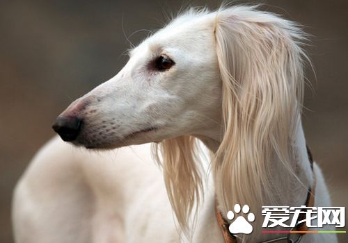 薩路基犬的價格 從幾千塊到一萬多不等