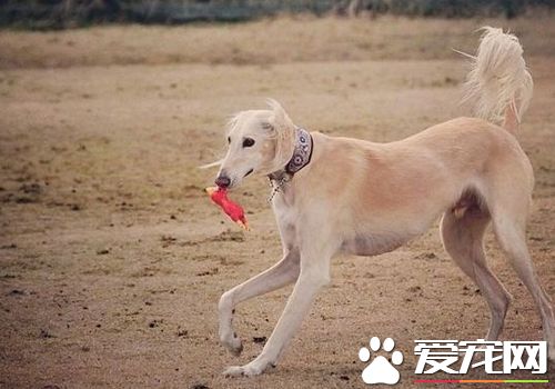 薩路基獵犬哪裡有賣 城市裡寵物店可以購買