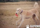 薩路基獵犬哪裡有賣 城市裡寵物店可以購買