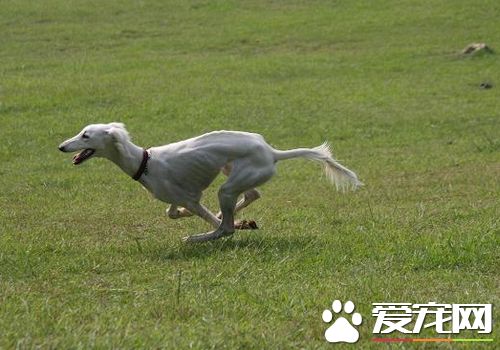 薩路基犬的價格 從幾千塊到一萬多不等