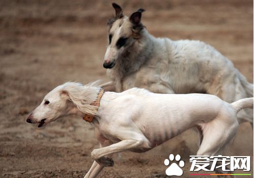 薩路基犬的價格 從幾千塊到一萬多不等