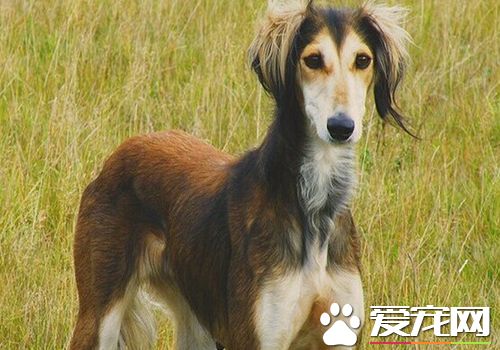 薩路基獵犬哪裡有賣 城市裡寵物店可以購買