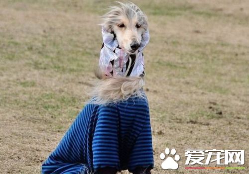 薩路基獵犬哪裡有賣 城市裡寵物店可以購買