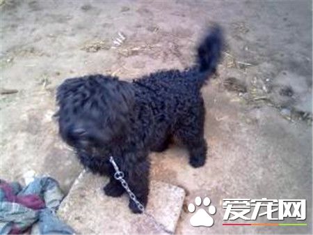 葡萄牙水犬哪裡有賣 可以通過網上選擇購買
