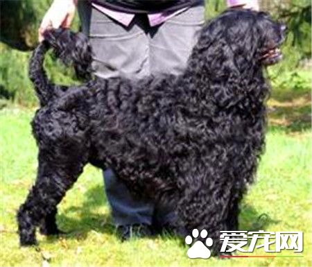 葡萄牙水犬哪裡有賣 可以通過網上選擇購買