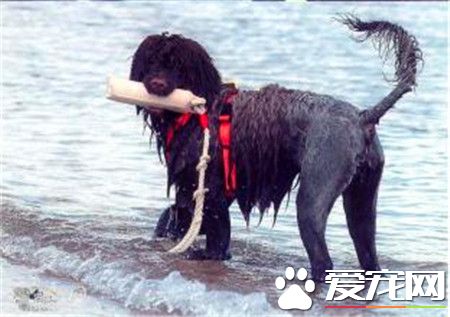 葡萄牙水犬哪裡有賣 可以通過網上選擇購買