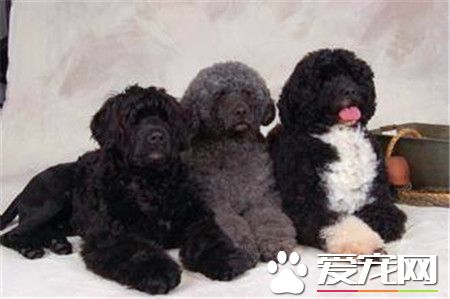 葡萄牙水犬的價格 主要還是要看品相來決定價格