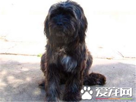 葡萄牙水犬的價格 主要還是要看品相來決定價格