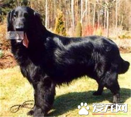 平毛尋回犬幼犬多少錢一只 一般在600到2500元