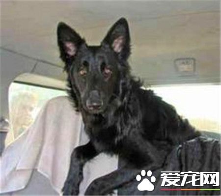 平毛尋回犬幼犬多少錢一只 一般在600到2500元