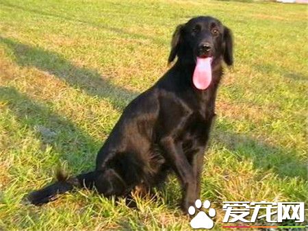 平毛尋回犬的價格 一般售價在600到2500元不等