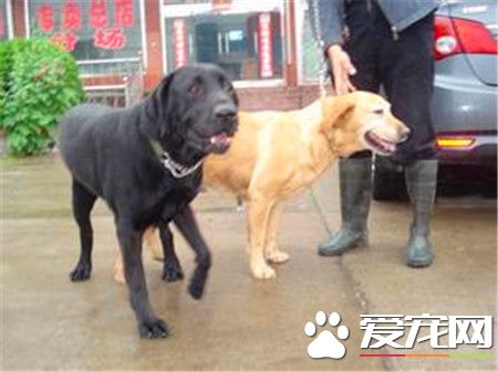 平毛尋回犬幼犬多少錢一只 一般在600到2500元