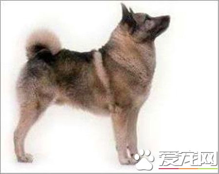 挪威獵麋犬哪裡有賣 寵物商店或網上都可以