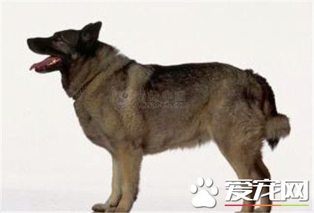 挪威獵麋犬哪裡有賣 寵物商店或網上都可以
