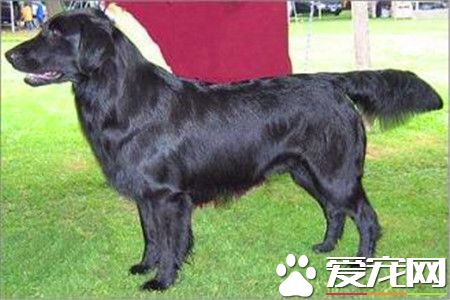 平毛尋回犬的價格 一般售價在600到2500元不等