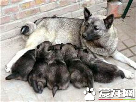 挪威獵麋犬哪裡有賣 寵物商店或網上都可以