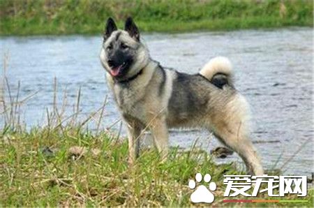 挪威獵麋犬價格 價格一般在1000到5000元左右
