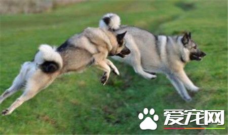挪威獵麋犬價格 價格一般在1000到5000元左右