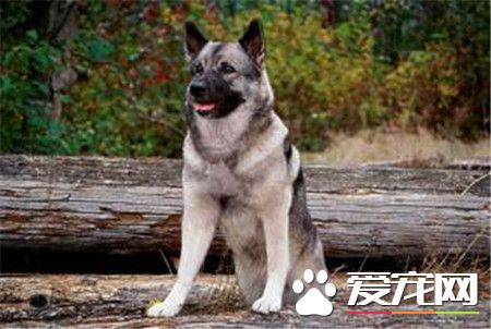 挪威獵麋犬價格 價格一般在1000到5000元左右