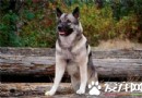 挪威獵麋犬價格 價格一般在1000到5000元左右