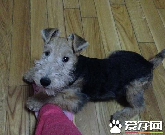 剛毛獵狐梗的價格 一般價格在2000到5000左右