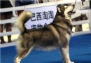 短毛阿拉斯加雪橇犬價格 價格在3000至10000不等