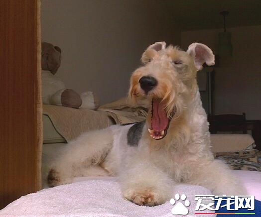 剛毛獵狐梗的價格 一般價格在2000到5000左右