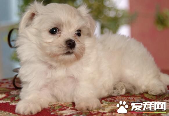 薩摩耶犬挑選技巧 觀察薩摩耶幼犬的體型