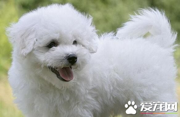 薩摩耶犬挑選技巧 觀察薩摩耶幼犬的體型