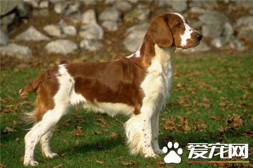 史賓格犬哪有賣的 可以到網上選擇購買