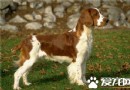 史賓格犬哪有賣的 可以到網上選擇購買