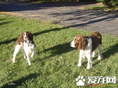 史賓格犬哪有賣的 可以到網上選擇購買