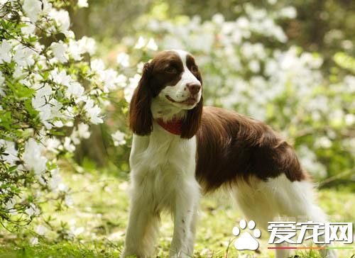 史賓格犬哪有賣的 可以到網上選擇購買