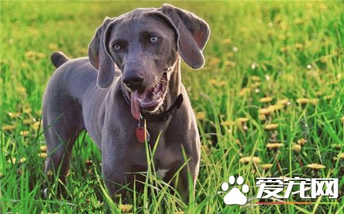 德國魏瑪犬多少錢 市場價格在500到8000左右