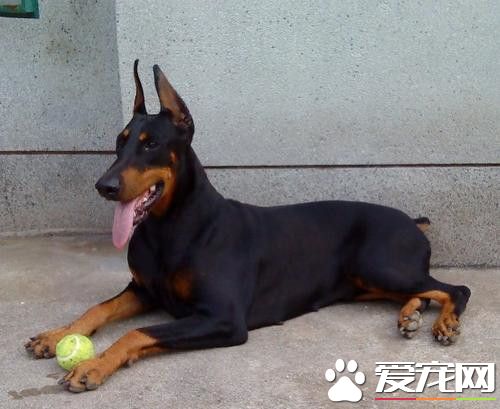 杜賓犬幼犬價格 價格為幾千到幾萬元