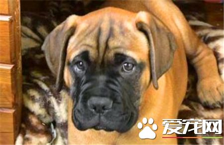 馬士提夫犬的價格 價格大約為1000到30000元