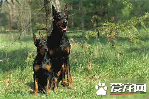 杜賓犬幼犬價格 價格為幾千到幾萬元